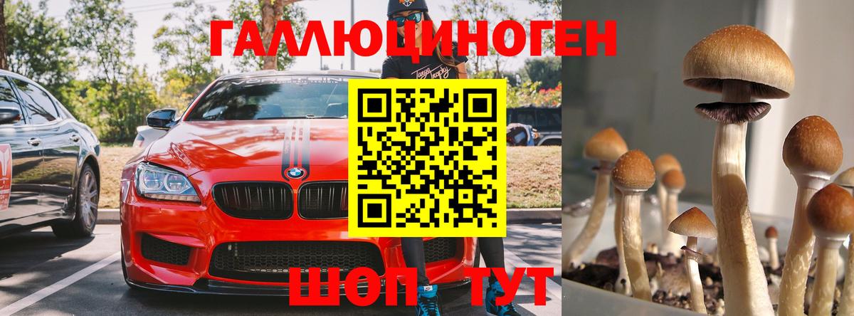 Галлюциногенные грибы Psilocybe  Вход с VPN  Тихорецк  Псилоцибиновые грибы прущие грибы 